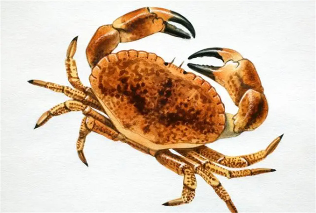 ​螃蟹为什么横着走 螃蟹是怎么走路的_https://www.shafeng.cn_生活_第3张