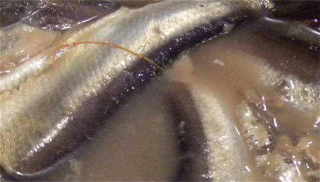 鲱鱼罐头为什么这么臭 鲱鱼在中国叫什么鱼_https://www.shafeng.cn_美食_第3张