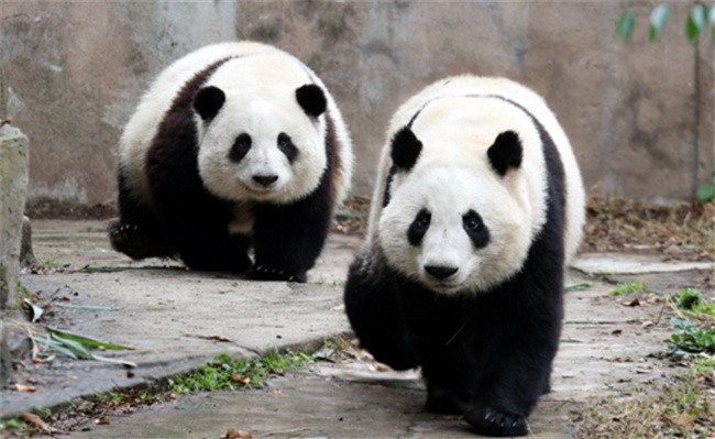 ​大熊猫和叶是女孩吗_https://www.shafeng.cn_生活_第2张