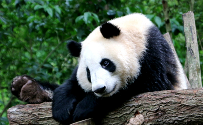 ​大熊猫和叶是女孩吗_https://www.shafeng.cn_生活_第3张