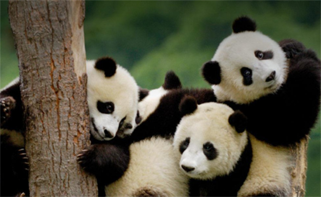 野生大熊猫种群数量居全国第一_https://www.shafeng.cn_生活_第1张