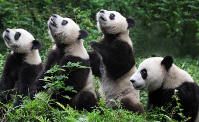 野生大熊猫种群数量居全国第一_https://www.shafeng.cn_生活_第2张