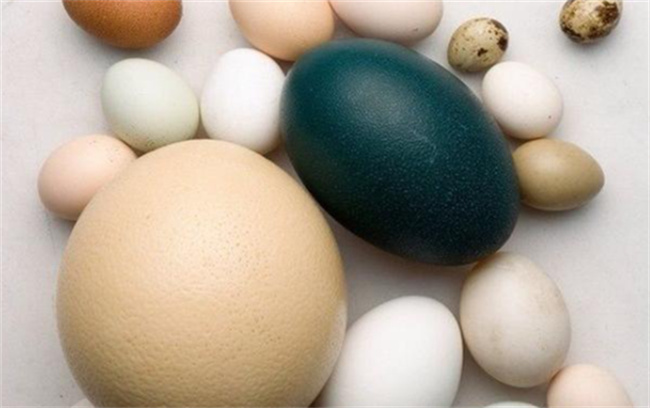 不同种类的蛋营养有没有显著区别_https://www.shafeng.cn_生活_第3张