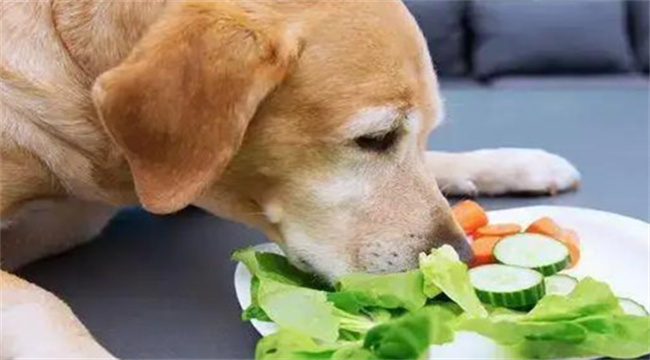 ​狗狗吃什么有营养，狗狗禁止吃哪些食物_https://www.shafeng.cn_生活_第1张