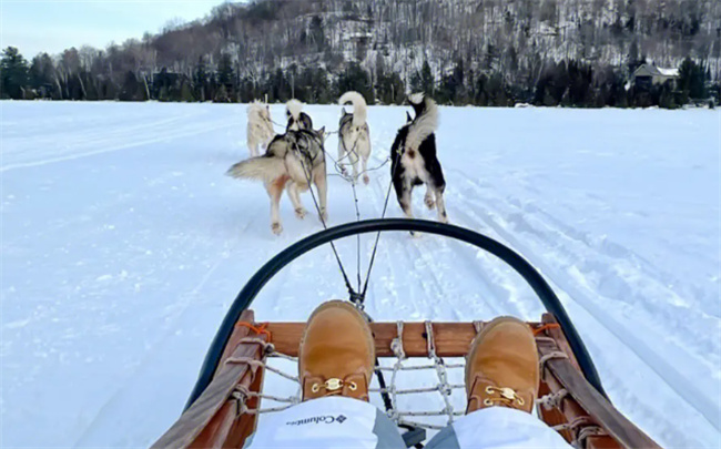 ​成年的阿拉斯加雪橇犬怎么喂养，雪橇犬是什么狗_https://www.shafeng.cn_生活_第3张